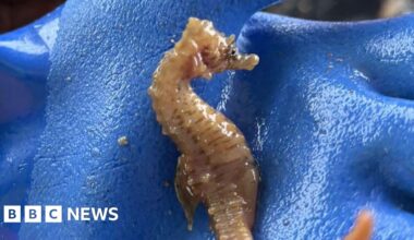 Devon skipper releases seahorse after catching it on fishing pot
