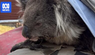 Cattle farmer rescues koala from bushfire