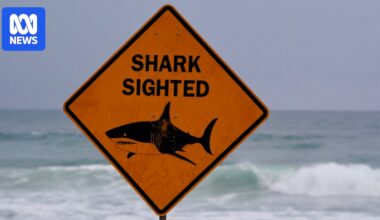 Shark expert says it's a 'terrible idea' to swim in Sydney Harbour after heavy rain