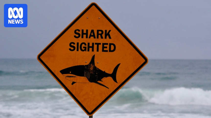 Shark expert says it's a 'terrible idea' to swim in Sydney Harbour after heavy rain