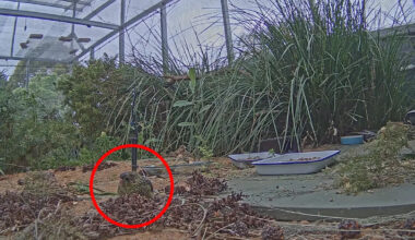 Australian world-first as rare camouflaged animal caught on camera