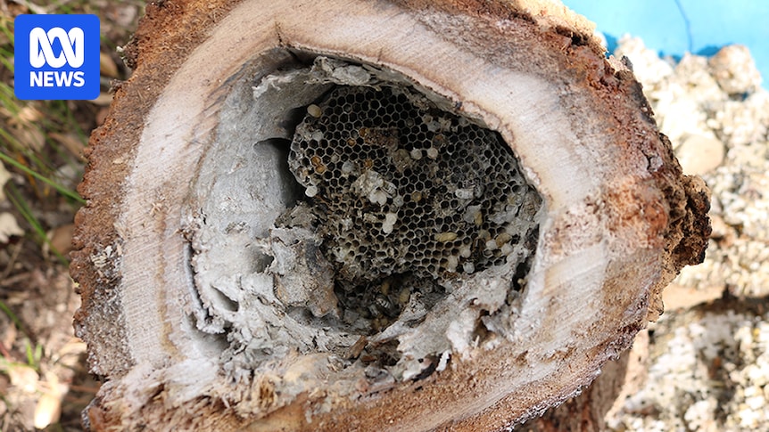Huge 40-litre European wasp nest found in Albany suburb