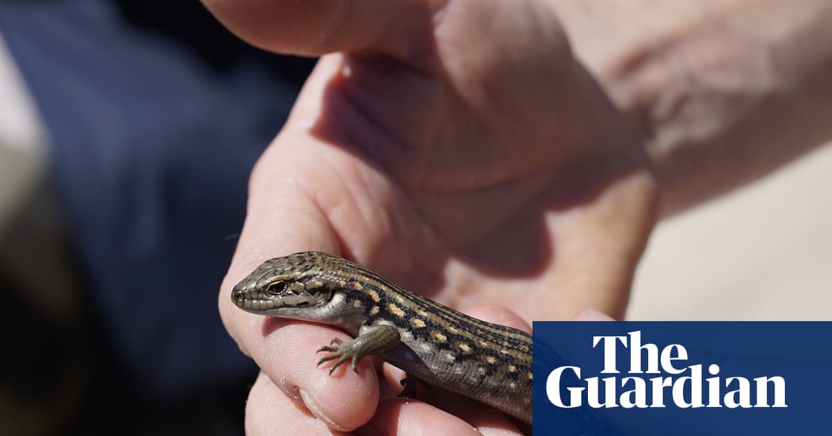 Nursing a skink: endangered alpine lizard numbers set to rise after Omeo falls pregnant in Victoria | Reptiles