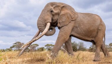 Why Craig the elephant’s death is a victory for conservationists