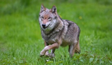 What does it take to kill a wolf? Italians decry huge expense