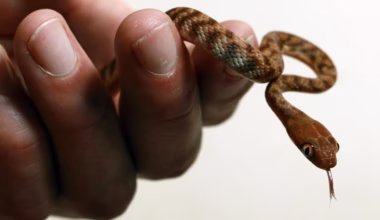 Deadly snakes in Victoria: On ookout for them and learn first-aid steps