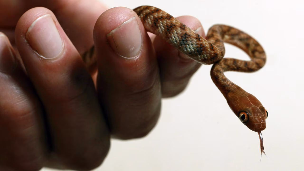 Deadly snakes in Victoria: On ookout for them and learn first-aid steps