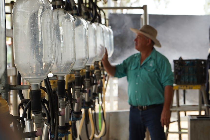 A farmer inspects some milking equipment