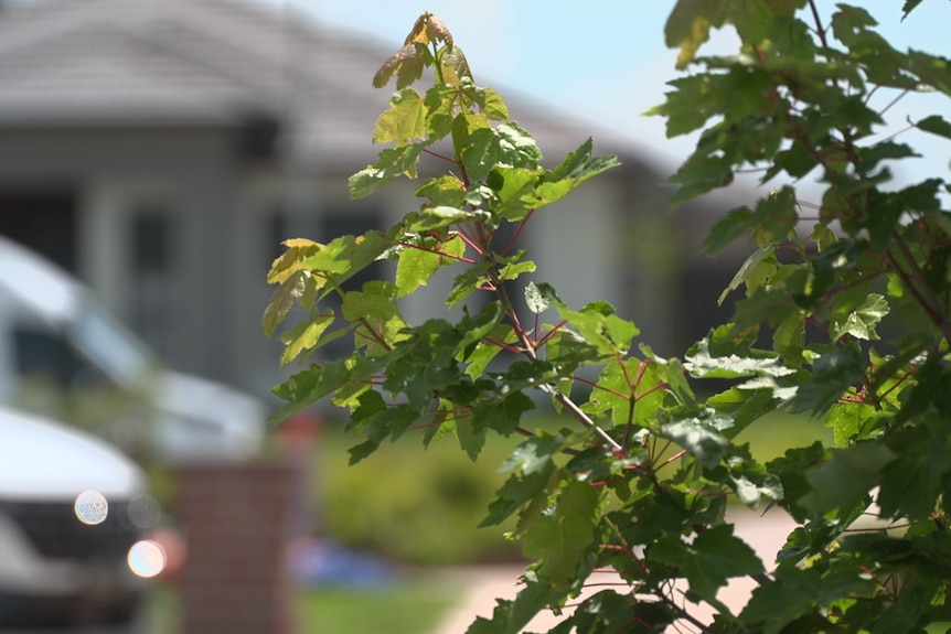 A leafy tree branch in the foreground with a house in the background.