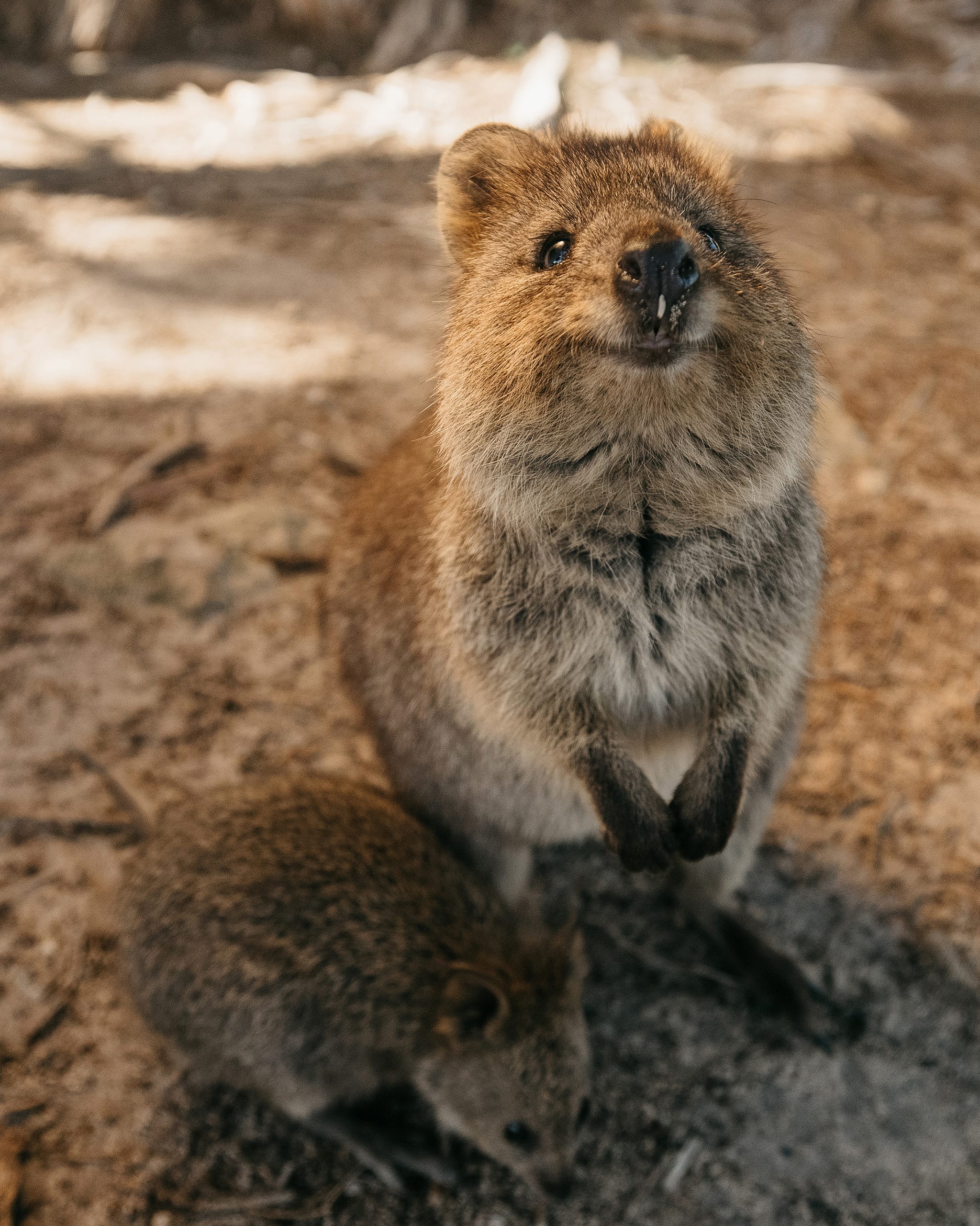 close up of a quokka (setonix brachyurus) with her joey on rottnest island.br /