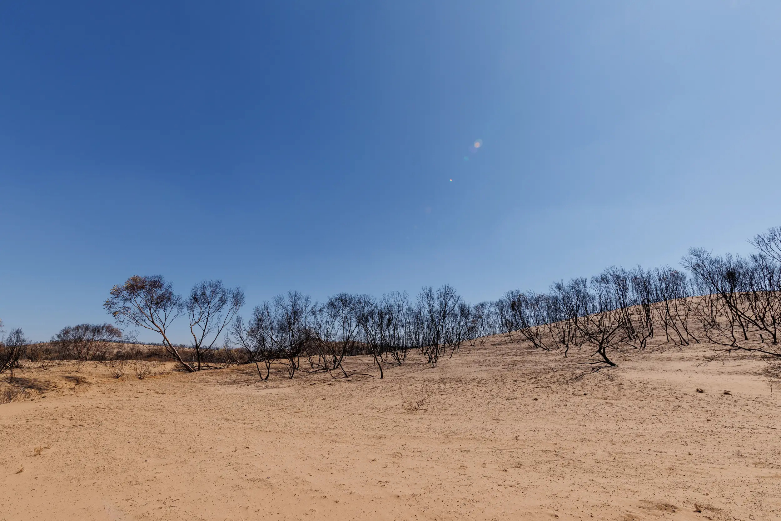 Looking out into the national parks in the Big Desert region. Bushfire has destroyed everything. There are a few trees in the distance.