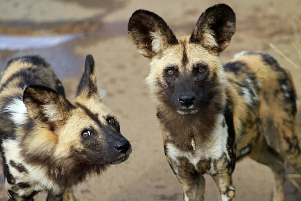wild dogs