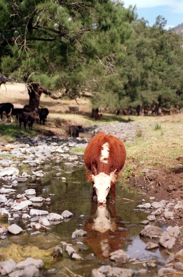 Cows aplenty around the swimming creek.