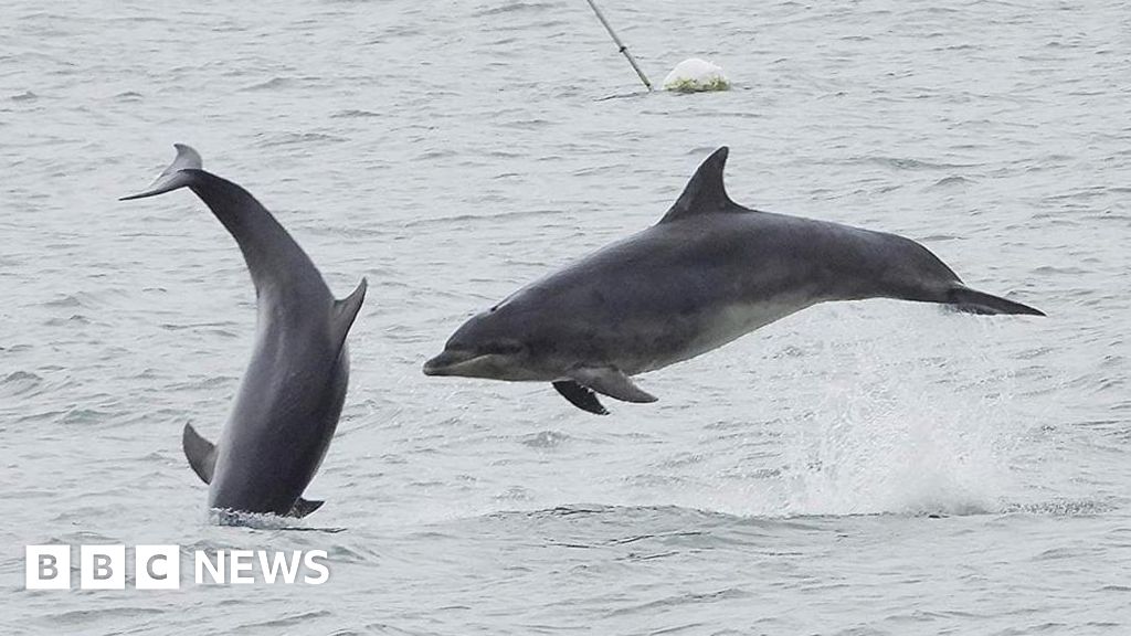 Wildlife watchers submit 5,000 photos of Yorkshire dolphins
