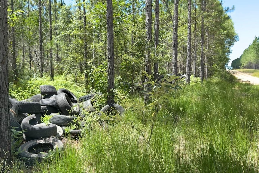 Tires sitting amongst trees in Beerwah State Forrest.