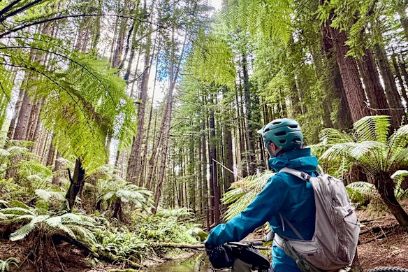 Gazing at the towering trees of Great Otway National Park.