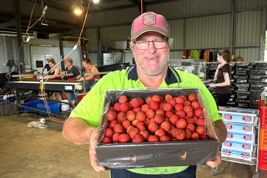 Rob holds up a box of fresh lychees with people working behind him in a shed.