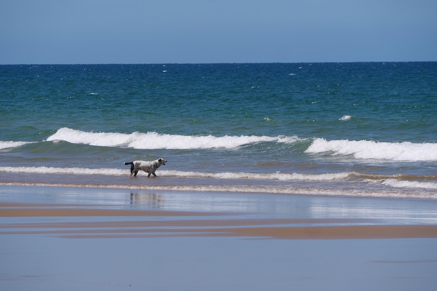 a dog on the beach
