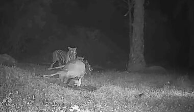 QuickCheck: Were four tigers caught on camera eating a cow in Tanjung Rambutan?