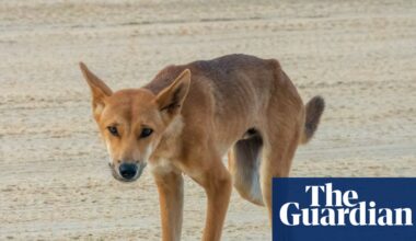 Dingoes on Australia’s K’gari island to be euthanised after tragic death of Canadian tourist Piper James | K'gari (Fraser Island)