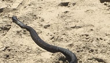 Tasmanian snake catcher shares where in the state they've been called to remove snakes