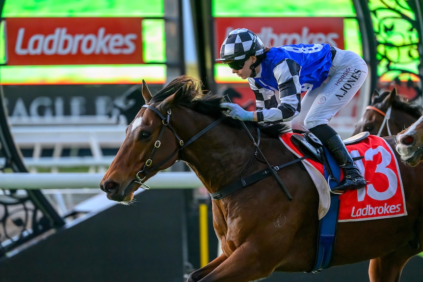 A jockey wearing blue, black and white silks riding a horse past the winning post.