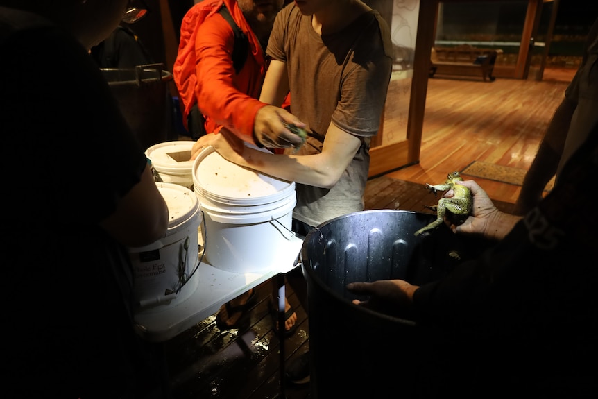 Three people sorting cane toads into several buckets, inside a dimly lit room.