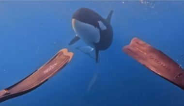 Orca encounter: Teen diver’s close-up moment off Coromandel coast