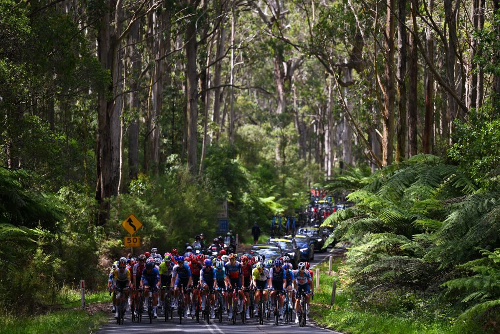 TORQUAY, AUSTRALIA - JANUARY 25: A general view of the peloton passing through a landscape during the 2nd Surf Coast Classic 2024, Men's Elite a 155km one day race from Lorne to Torquay on January 25, 2024 in Torquay, Australia. (Photo by Tim de Waele/Getty Images)