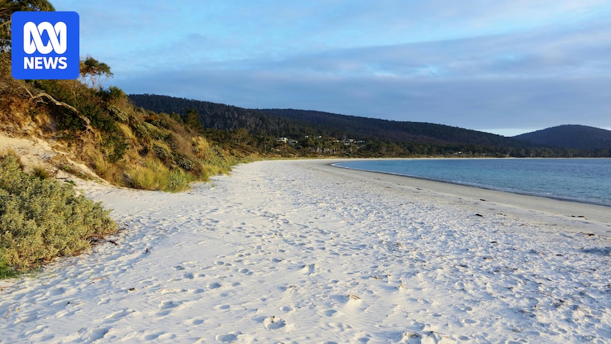 'Dog in driver's seat' of ute on Tasmanian beach sparks call for witnesses
