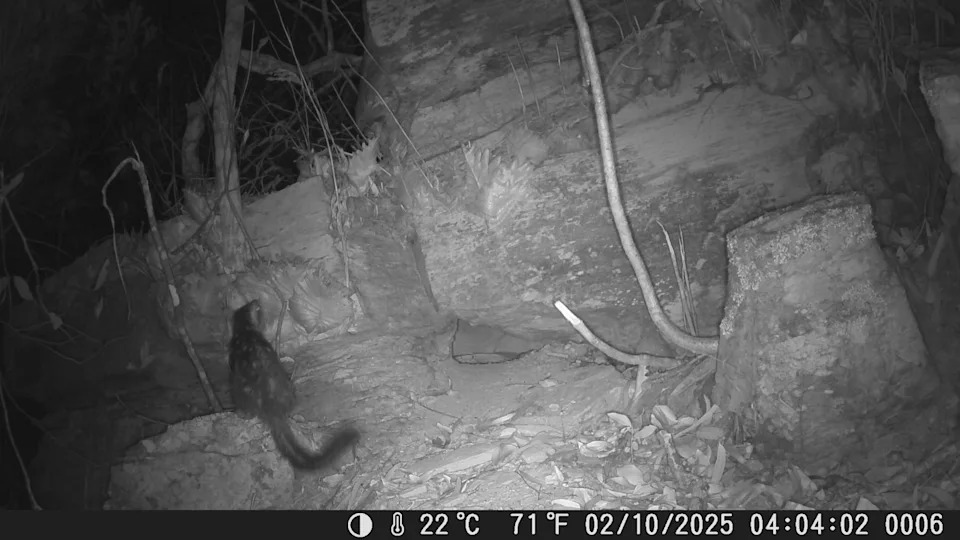 A northern quoll sitting on a rocky outcrop, captured on a motion sensor camera.