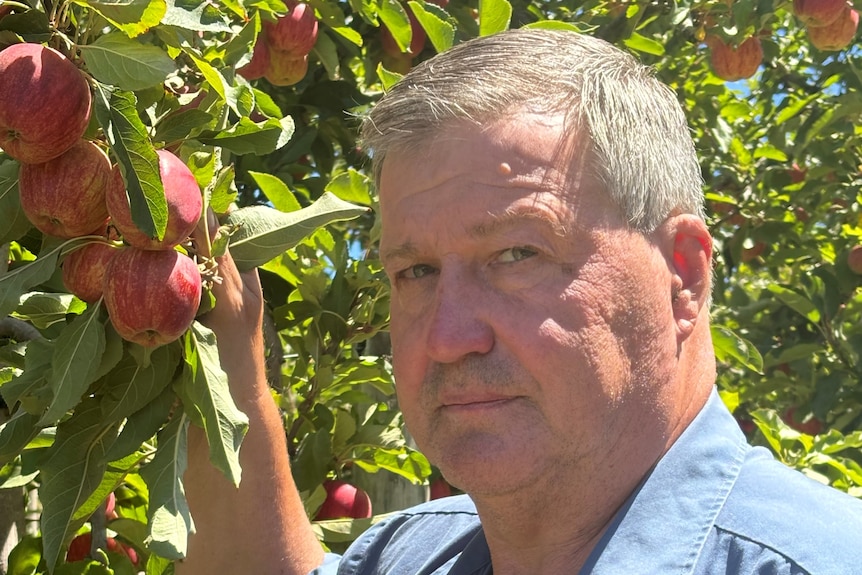 A man in a blue shirt holds a bunch of apples still on the tree in the middle of an orchard.