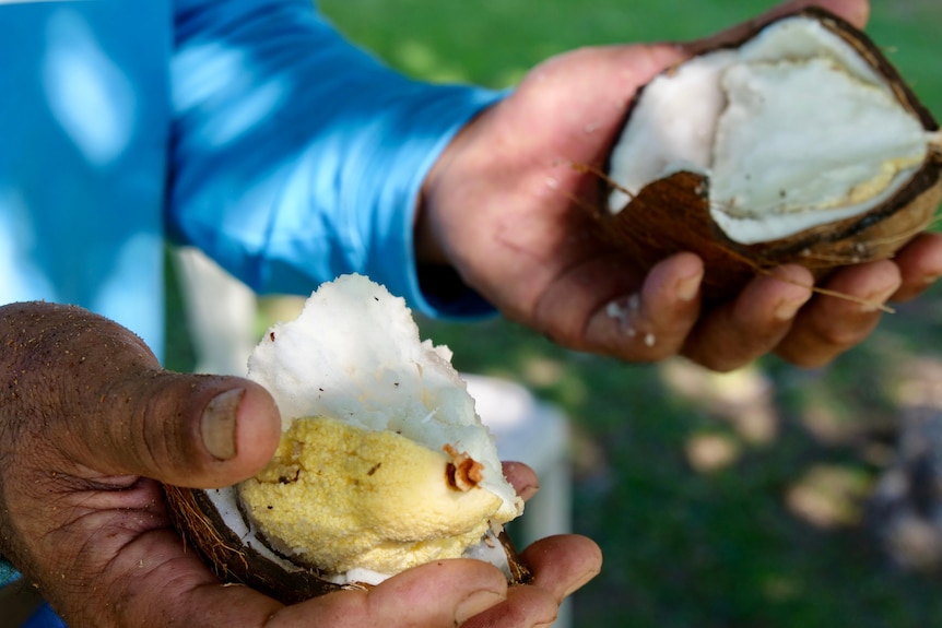 A man holds a freshly opened coconut in his hands.