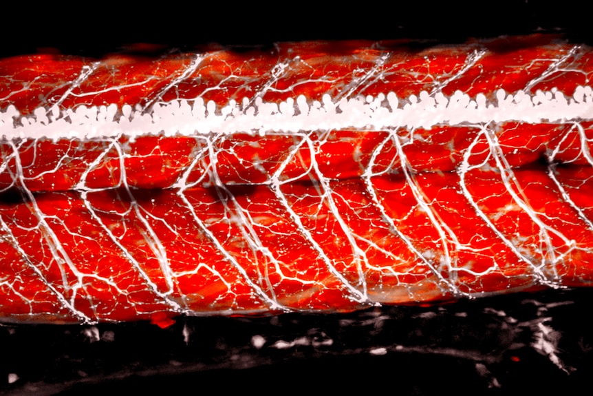 A microscope view of a zebrafish