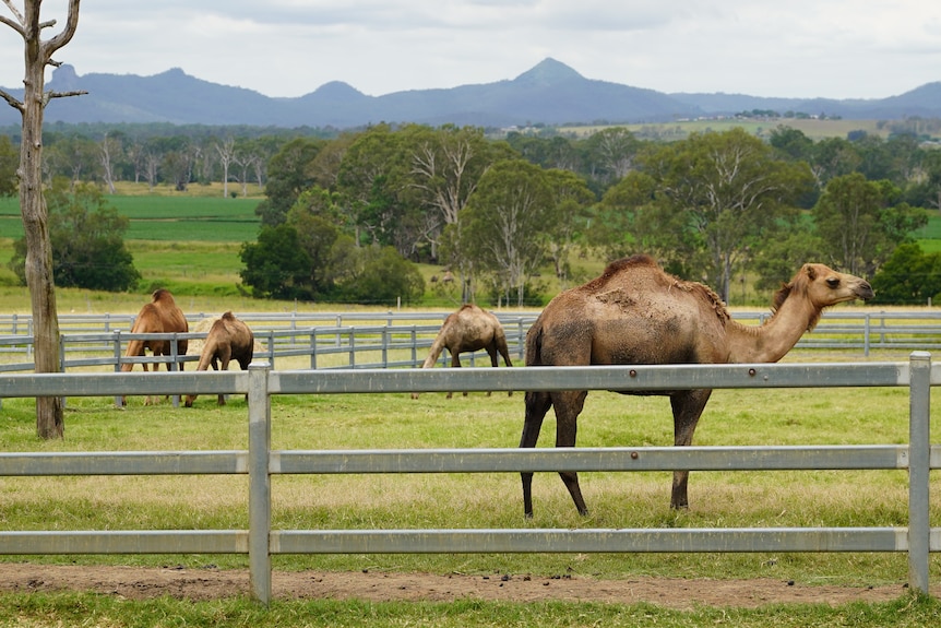 Camels in a field with mountains in the background