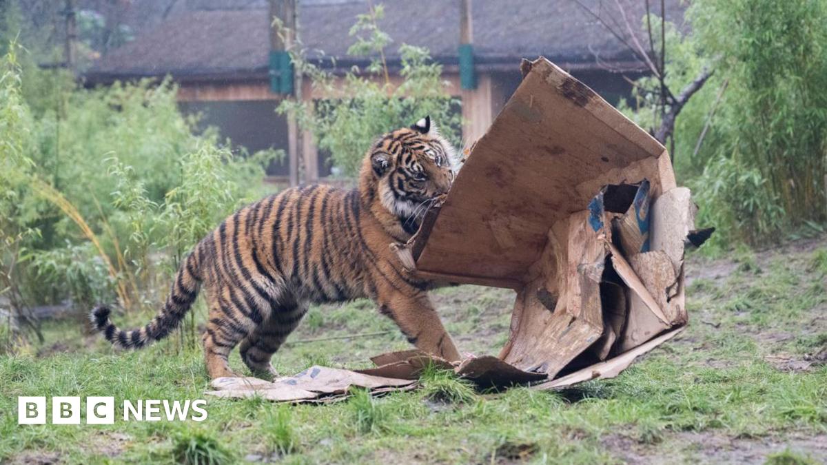 A tiger attacking a number of cardboard boxes in a grassy area
