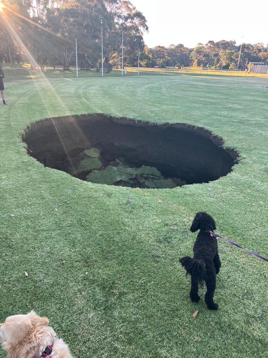 A black dog and a cream dog stand on green grass looking at a large, deep hole in the ground.