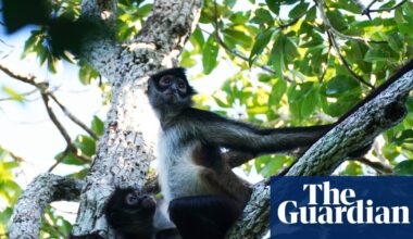 Spider monkeys found to share ‘insider knowledge’ to help locate best food | Animal behaviour