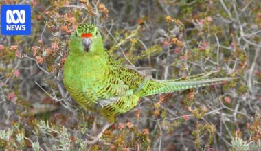 Scientists fear 30pc of critically endangered western ground parrot's habitat lost in bushfire