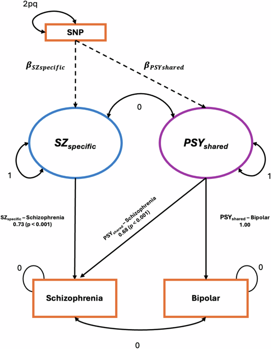 Splitting schizophrenia: divergent cognitive and educational outcomes revealed by genomic structural equation modelling