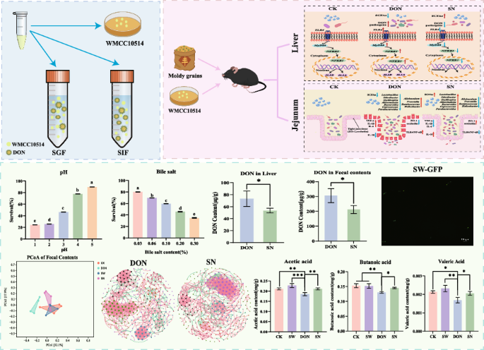 Bacillus velezensis mitigates deoxynivalenol-induced intestinal inflammation and liver injury via modulating the gut microbiota