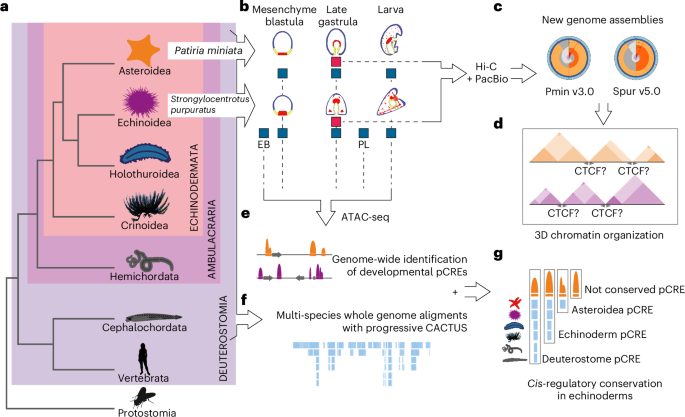 Deep conservation of cis-regulatory elements and chromatin organization in echinoderms uncover ancestral regulatory features of animal genomes