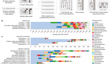 Dominant contribution of Asgard archaea to eukaryogenesis