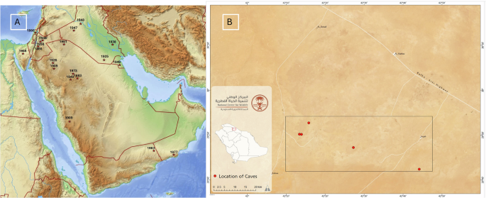 Mummified cave cheetahs inform rewilding actions in Saudi Arabia