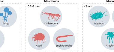 Soil biodiversity effects on ecosystems
