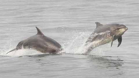 Stuart Baines Two botttlenose dolphins jumping from the sea, one's nose is entering the water, the other is mid jump with just its tail fin in the water.