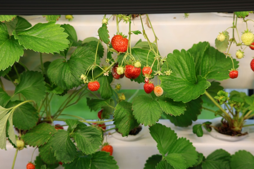 Strawberries growing in a green house.