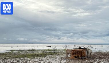 Flood disaster taking toll on graziers in north-west Queensland, more rain forecast for tropical coast