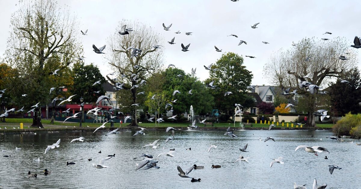 Fishing ban at Cork's Lough lifted three months after first alert