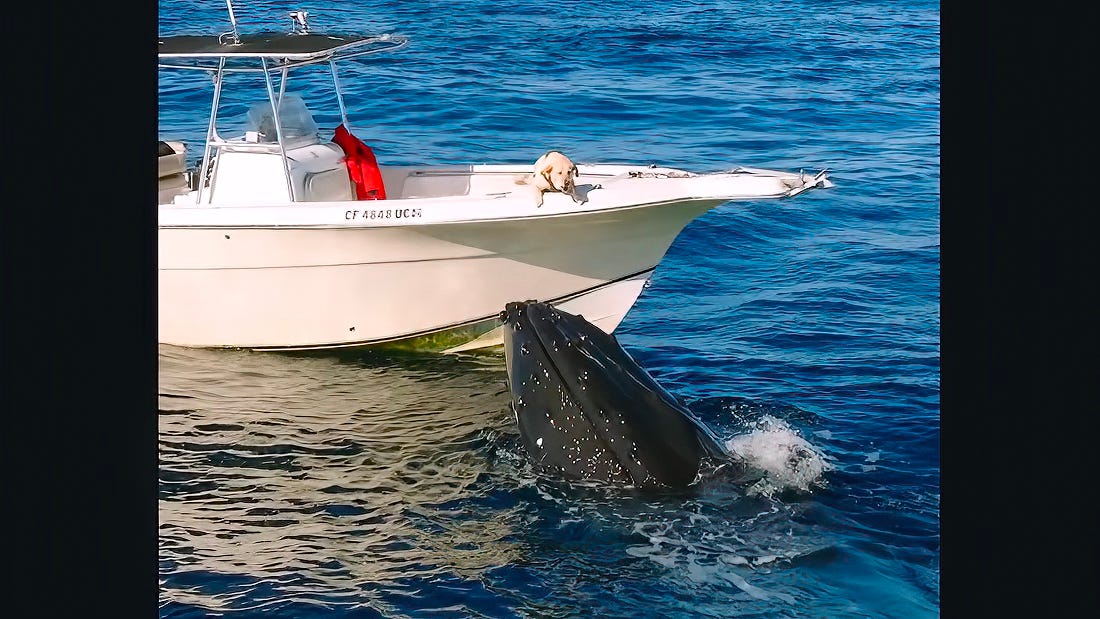 Humpback whale greets dog in heartwarming encounter off San Diego